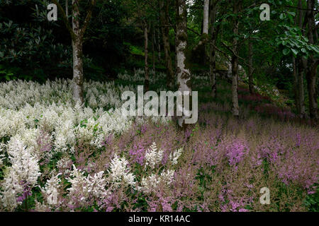 Astilbe chinensis, falsche goatsbeard, Holz, Wald, Schatten, Schatten, Schatten, mehrjährig, Stauden, Pflanzen Porträts, weiß Rispe, Blumen, RM Floral Stockfoto