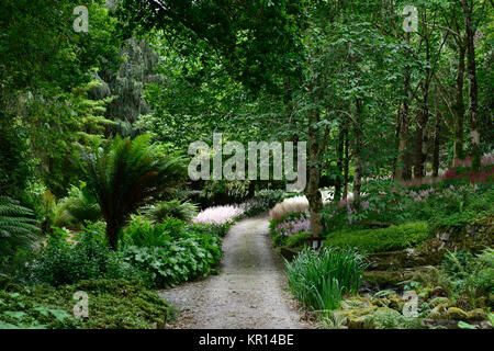 Astilbe chinensis, falsche goatsbeard, Holz, Wald, Schatten, Schatten, Schatten, mehrjährig, Stauden, Mount Congreve Gärten, Blumen, RM Floral Stockfoto