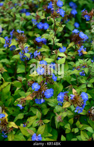 Ceratostigma willmottianum Forest Blue, Läuse, Chinesischen Plumbago, Blau, Indigo, Blume, Blumen, Blüte, RM Floral Stockfoto