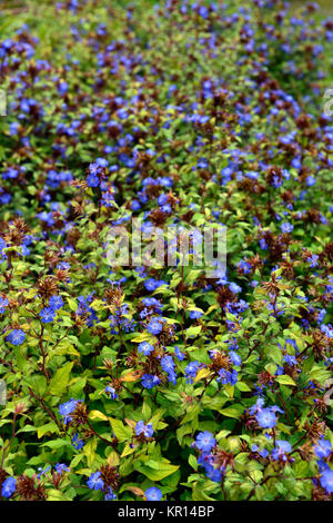 Ceratostigma willmottianum Forest Blue, Läuse, Chinesischen Plumbago, Blau, Indigo, Blume, Blumen, Blüte, RM Floral Stockfoto