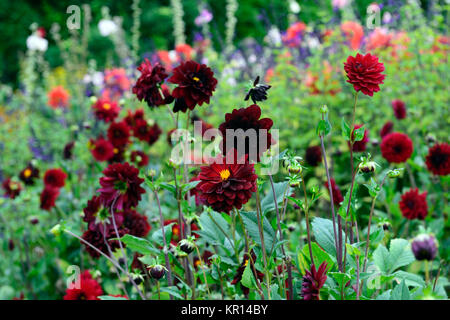 Dahlie arabische Nacht, dunkel rot, Schokolade, Blumen, Blumen, Blüte, Dahlien, RM Floral Stockfoto