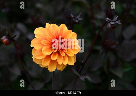 Dahlie David Howard, Dahlien, Orange, Blume, Blumen, Blüte, dunkle, Schokolade, Laub, Blätter, mehrjährig, RM Floral Stockfoto