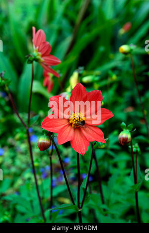 Dahlie, Blume, orange-rot, single, Dahlien, Blumen, Blüte, Hybrid, aus Samen gezogen Stockfoto