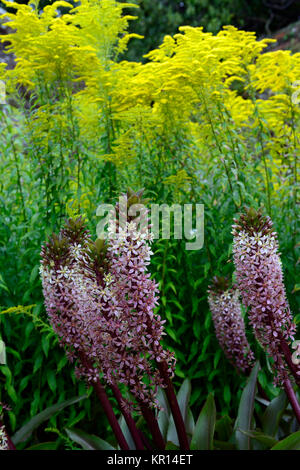 Eucomis comosa Schaumwein Burgund, Ananas Lily, Blütenstände, raceme, rot-violett, grünen Hüllblatt, Deckblätter, Solidago virgaurea, Gelb, Blume, Blumen, Blüte, RM Stockfoto