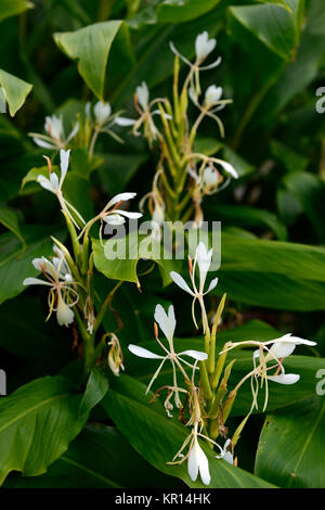 Lewisia Coronarium, Schmetterling, Weiß Ingwer Ingwer, Girlande Lily, weiß, Blumen, Blüte, Duft, Duft, gingers, RM Floral Stockfoto