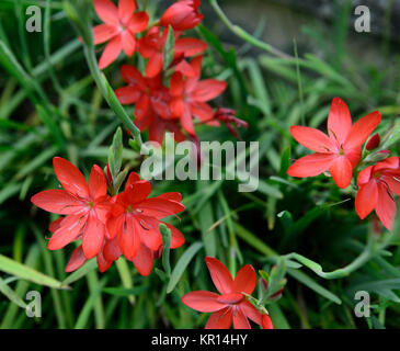 Hesperantha coccinea, schizostylis coccinea, Rot, Blume, Blumen, Blüte, Zwiebeln, Herbst, Pflanzen Porträts, RM Floral Stockfoto