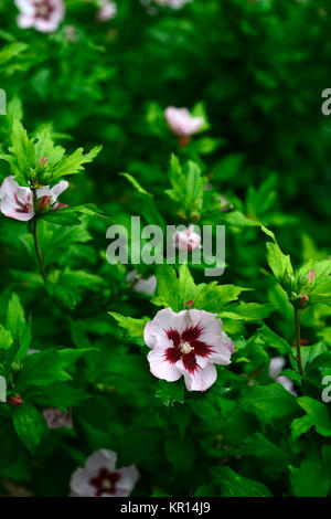 Hibiscus syriacus, stieg von Sharon, Syrische ketmia, rose Mallow, St Joseph's Stab, Rosa de Sharon, Rosa, Rot, Blüte, Blumen, Blüte, RM Floral Stockfoto