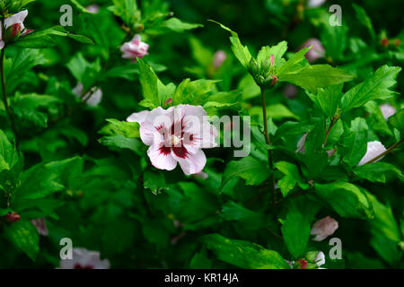 Hibiscus syriacus, stieg von Sharon, Syrische ketmia, rose Mallow, St Joseph's Stab, Rosa de Sharon, Rosa, Rot, Blüte, Blumen, Blüte, RM Floral Stockfoto