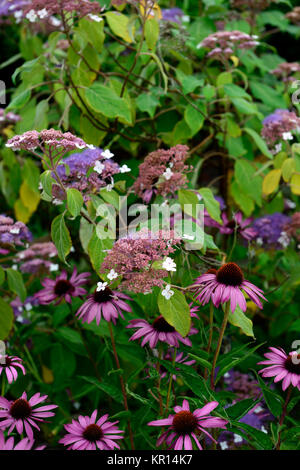 Hydrangea aspera Taiwan pink, Echinacea purpurea, Rosa, Violett, Hortensien, Blumen, Blume, Blüte, Mix, Gemischt, Kombination, Bett, Grenze, RM Floral Stockfoto