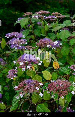 Hydrangea aspera Taiwan Pink, Pink, Lila, Hortensien, Blumen, Blume, Blüte, RM Floral Stockfoto