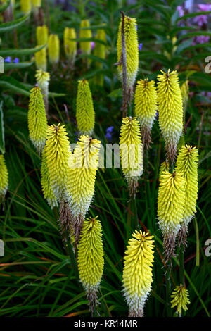 Kniphofia Bienen Zitrone, Fackel Lily, red hot Poker, Gelb, röhrenförmigen Blüten Spike, Blumen, Blüte, RM Floral Stockfoto