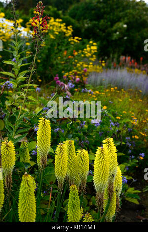 Kniphofia Bienen Zitrone, Fackel Lily, red hot Poker, Gelb, röhrenförmigen Blüten Spike, Blumen, Blüte, Mix, Gemischt, Bett, Grenze, RM Floral Stockfoto