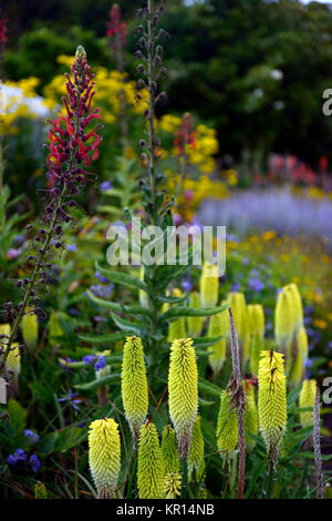 Kniphofia Bienen Zitrone, Fackel Lily, red hot Poker, Gelb, röhrenförmigen Blüten Spike, Blumen, Blüte, Mix, Gemischt, Bett, Grenze, RM Floral Stockfoto