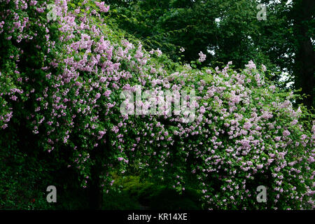 Rosa Pauls Himalayan Musk, Bergsteigen, Bergsteiger, Rose, Rosen, Rosa, Blumen, Blume, Blüte, RM Floral Stockfoto