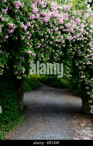 Rosa Pauls Himalayan Musk, Bergsteigen, Bergsteiger, Rose, Rosen, Rosa, Blumen, Blume, Blüte, RM Floral Stockfoto