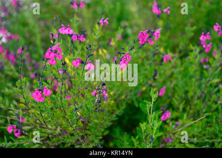 Salvia × vulgare Himbeere Royale, salvias, Salbei, Weisen, duftende, Laub, Blätter, Rosa, Blume, Blumen, Blüte, RM Floral Stockfoto