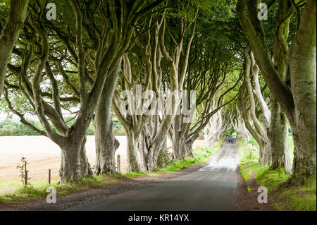 Die dunklen Hecken, eine schöne Allee der Buche wurde durch die Stuart Familie im achtzehnten Jahrhundert gepflanzt. Ballymoney County Antrim, Northern Irel Stockfoto