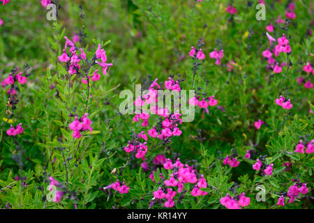 Origanum vulgare Himbeere Royale, salvias, Salbei, Weisen, Rosa, Blume, Blumen, Blüte, RM Floral Stockfoto