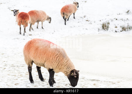 Schafe um einen zugefrorenen See versuchen im bitterkalten Winter Wetter im Peak District, England Großbritannien zu trinken Stockfoto