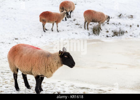 Schafe um einen zugefrorenen See versuchen im bitterkalten Winter Wetter im Peak District, England Großbritannien zu trinken Stockfoto