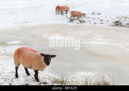 Schafe um einen zugefrorenen See versuchen im bitterkalten Winter Wetter im Peak District, England Großbritannien zu trinken Stockfoto