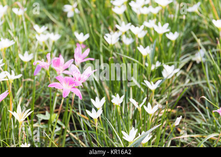 Fairy Lily Blume im Garten Stockfoto