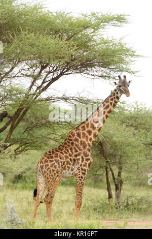 Nahaufnahme der Masai Giraffe (Wissenschaftlicher Name: Giraffa Camelopardalis tippelskirchi oder "Twiga' in Swaheli) n der Serengeti National Park, Tansania Stockfoto