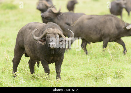 Nahaufnahme von Buffalo (Wissenschaftlicher Name: Syncerus Caffer oder 'Nyati oder Mbogo" in Swaheli) in der Serengeti/Tarangire, Lake Manyara, Ngorogoro Nationalpark Stockfoto