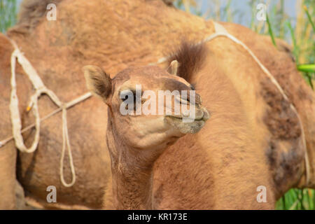 Baby Camel closeup Stockfoto