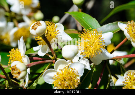 Calophyllum inophyllum weißen Blumen der Stockfoto