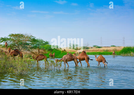 Kamele in der Wüste See Stockfoto