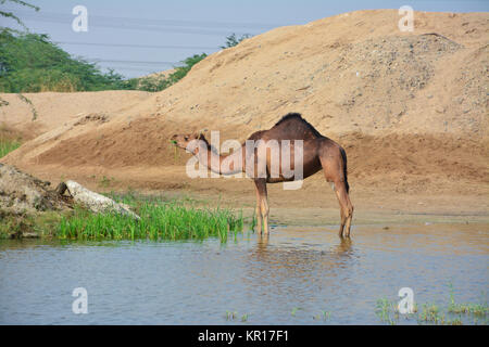 Kamele in der Wüste See Stockfoto