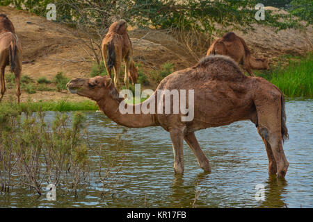 Kamele in der Wüste See Stockfoto