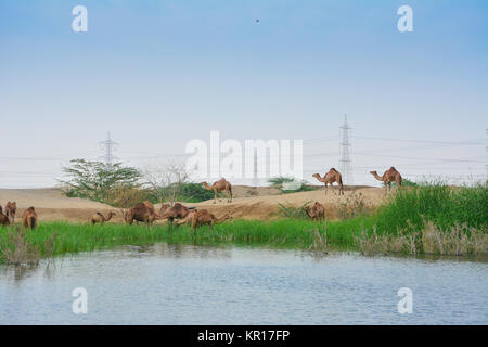 Kamele in der Wüste See Stockfoto