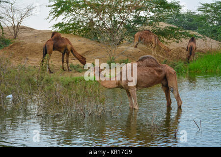 Kamele in der Wüste See Stockfoto