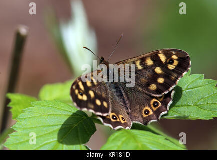 Wald Brettspiel pararge Splendens Stockfoto