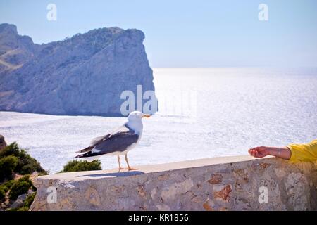 Seagull sich auf eine alte Mauer aus Stein und ein Arm ist es zu einem Mediterran Meer im Hintergrund Stockfoto