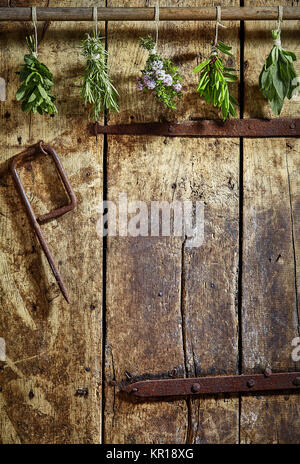 Frische Küchenkräuter hängen in Trauben auf einem alten Holztür mit rostigem Eisen Scharniere und Platz kopieren Stockfoto