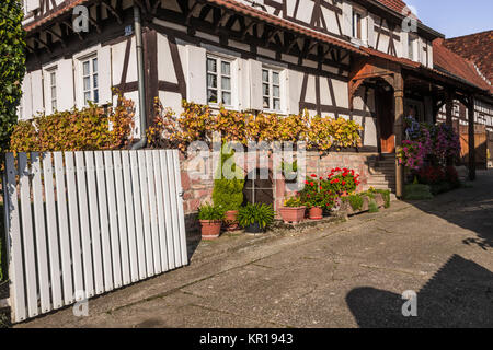 Fachwerk Landhaus mit Blumen und wuchs mit Weinstock, Seebach im Herbst, ein kleines Dorf in der Region Elsass, Frankreich, Department Bas-Rhin Stockfoto