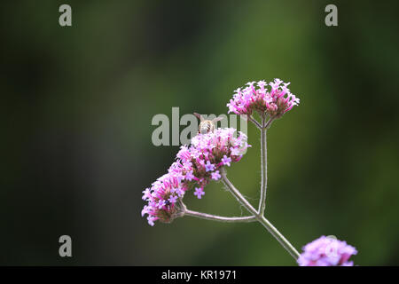 Bee Pollen sammeln von rosa Blume Stockfoto