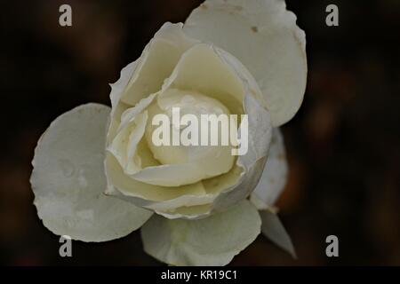 Weiße Rose Blume Stockfoto