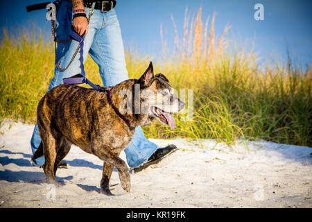 Frau, die ihren Pitbull Hund am Strand, Sankt Petersburg, Florida, USA Stockfoto