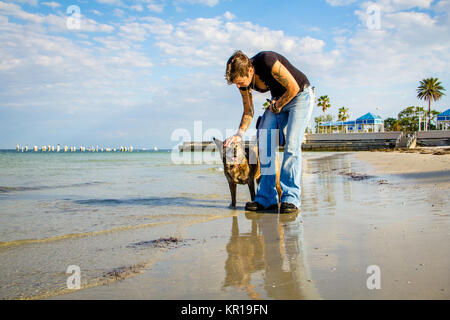 Frau, die ihren Pitbull Hund am Strand, Sankt Petersburg, Florida, USA Stockfoto