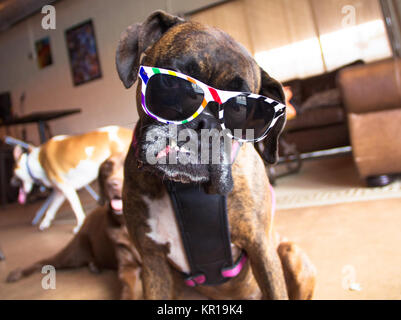 Boxer Dog Sonnenbrille tragen Stockfoto