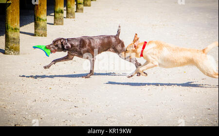 Zwei spielende Hunde am Strand mit einem Spielzeug Stockfoto