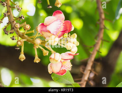 Shorea Robus Blumen Stockfoto