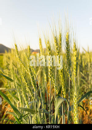 Weizenfeld im Land Stockfoto