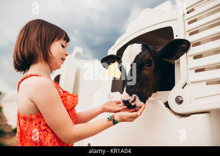 Junge Mädchen Fütterung baby Kuh in einer Calf hutch Stockfoto