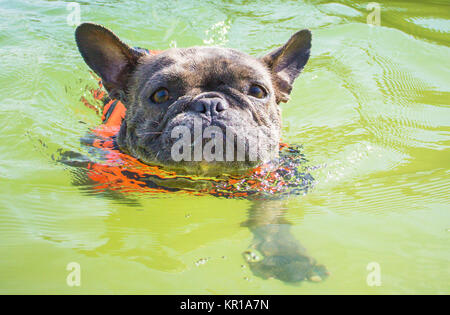 Französische Bulldogge trägt Schwimmweste Schwimmen im Ozean Stockfoto