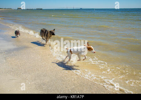 Drei Hunde laufen am Strand entlang, Fort de Soto, Florida, USA Stockfoto